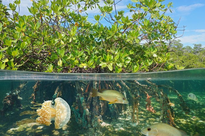 Mangrove above and below water surface, half and half, with fish and a jellyfish underwater, Caribbean sea