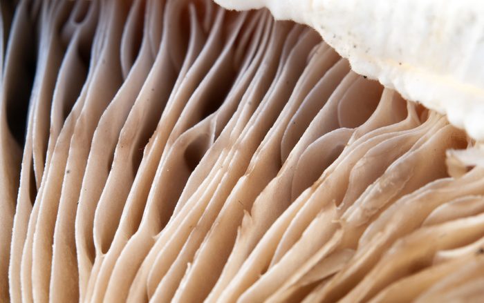 delicious mushrooms texture, extreme closeup photo