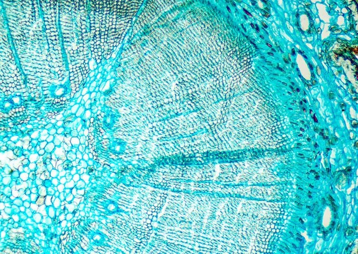 Pine mature wood cross section. Light microscope slide with microsection of an evergreen conifer in the genus Pinus. Plant anatomy. Biology. Photo.