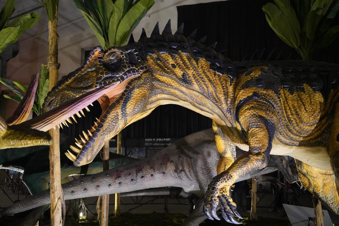 SAN JOSE, CALIFORNIA - November 16, 2018. "Jurassic Quest" is a visiting Dinosaur event with real life size dinosaurs and interactive exhibits, rides, and activities for children and adults.