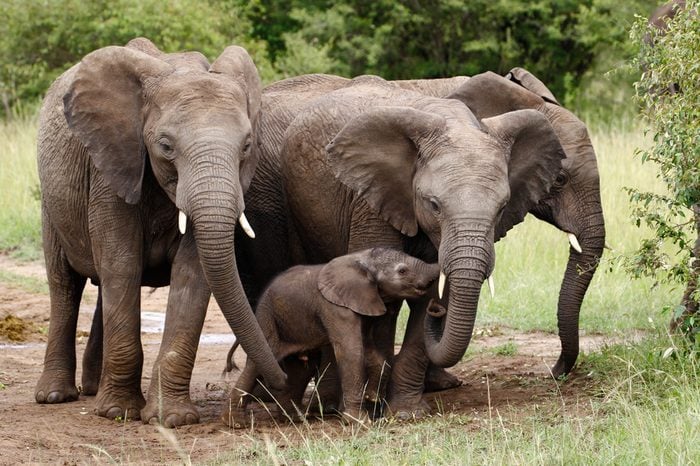 A family of elephants with a newborn little elephant