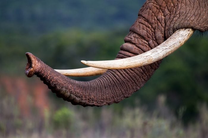 Close up of the trunk and tusks of an endangered African elephant