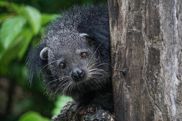 The Binturong (Bear) ,also known as bearcat, is a viverrid native to South and Southeast Asia.