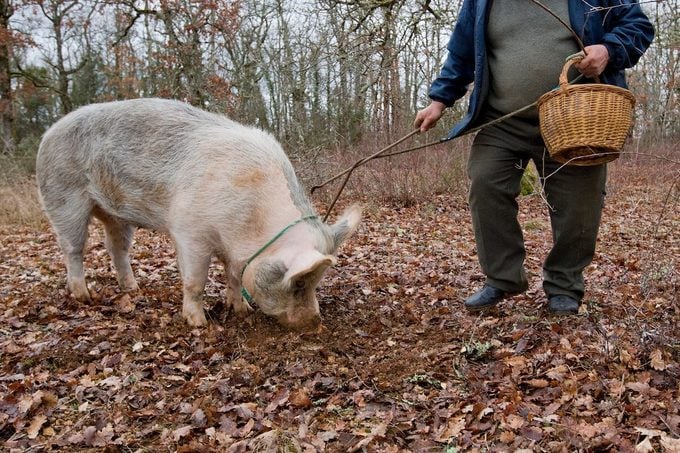 Pig harvesting truffles