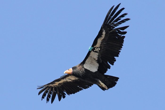 Endangered California Condor