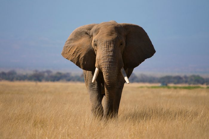 closeup view of Isolated African Elephant in the Amboseli National park , Kenya , Africa