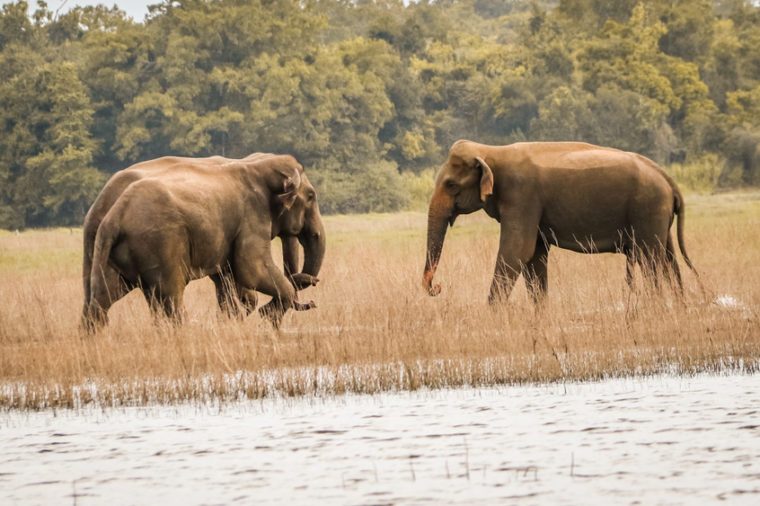 The Wild elephants meeting, Sri Lanka