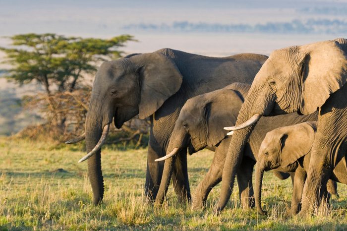African Elephants on the Masai Mara, Kenya, Africa