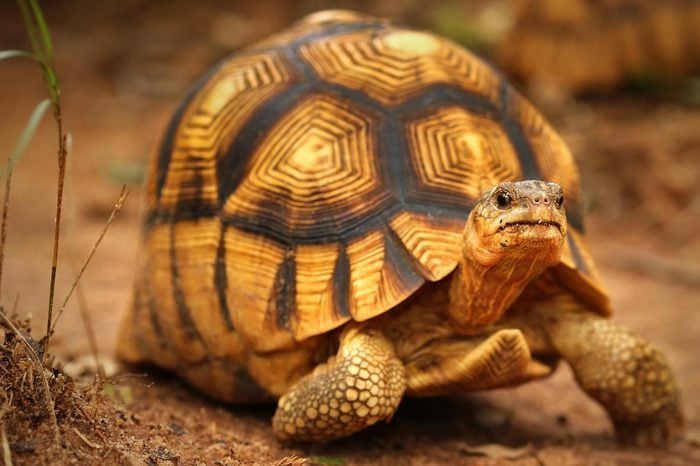 Angonoka or Ploughshare Tortoise (Astrochelys yniphora) in Madagascar. This is the most critically endangered tortoise in the world (~500 left in the wild). Extinction predicted in 10 years.
