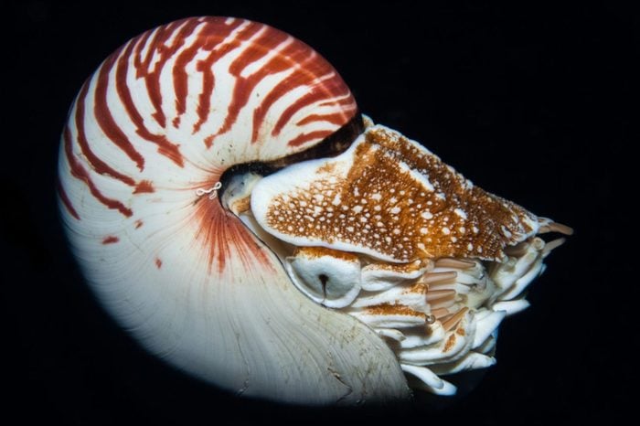 A beautiful Nautilus