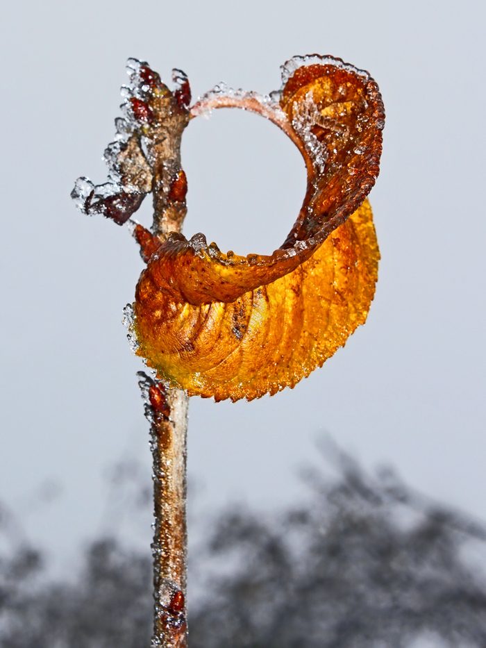 Lonely curled yellow cherry leaf covered with rime hanging on a branch against winter sky