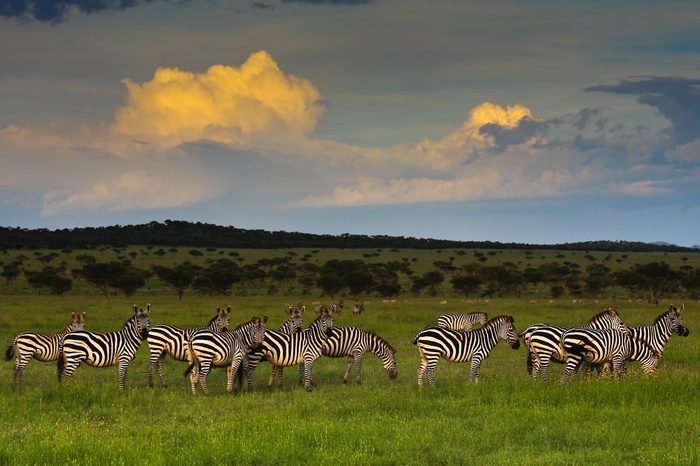 Zebra Herd at Sunset in Singita Grumeti Reserves