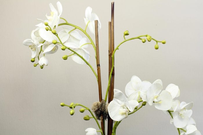 Artificial flower plant of silk white orchids with green buds and two wooden supports. Plant of silk white flowers and plastic green buds with wood sticks for support.