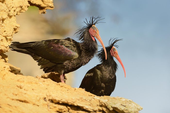 Two black Walldrapps (Geronticus eremita) with pink skinny beaks sitting on the rock in Spain with blue background.