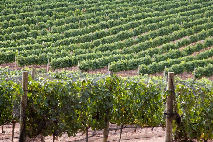 hermanus cultivation for wine grapes