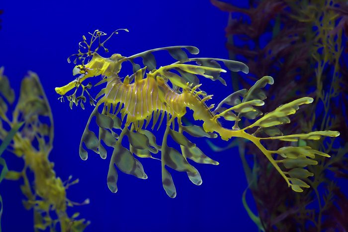 13 of the Weirdest Deep Sea Creatures | Reader's Digest