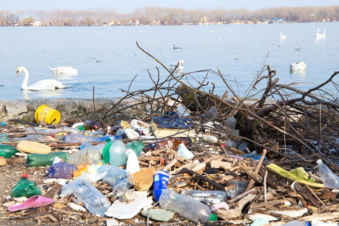 Rubbish on the river Danube