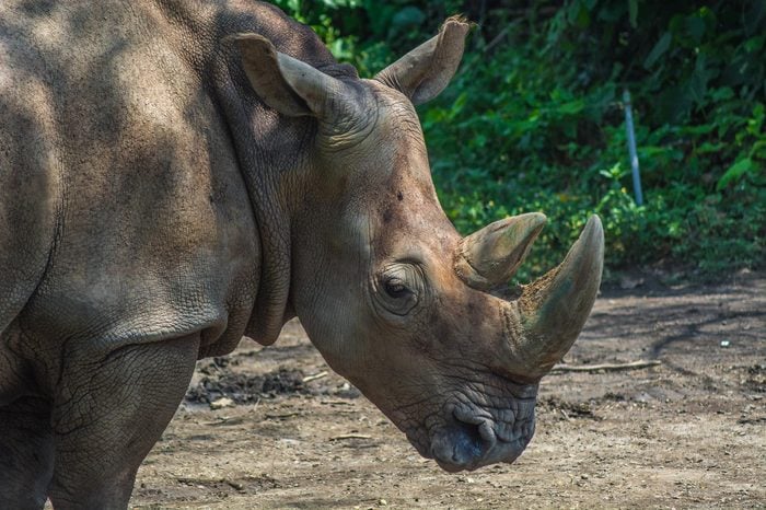 Sumatran Rhinoceros Close Up