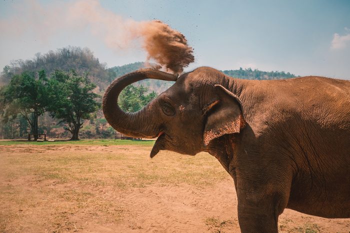 Young, happy elephant enjoying the sand in Chiang Mai, Thailand