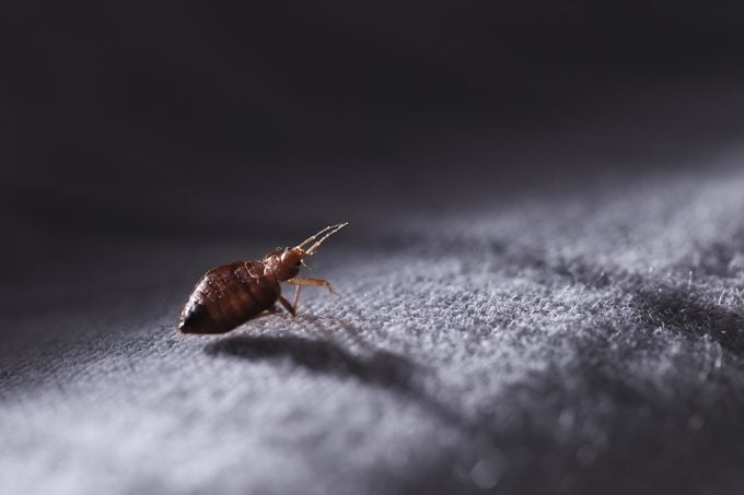 Bed bug Cimex lectularius at night in the moonlight