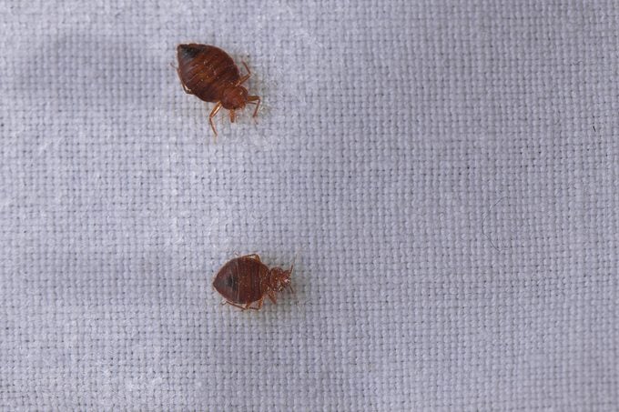 Bed bug Cimex lectularius