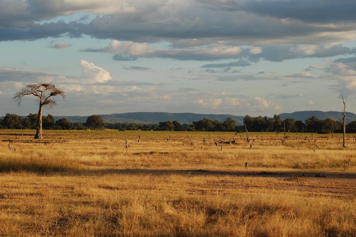 African Plain, South Luangwa National Park, Zambia