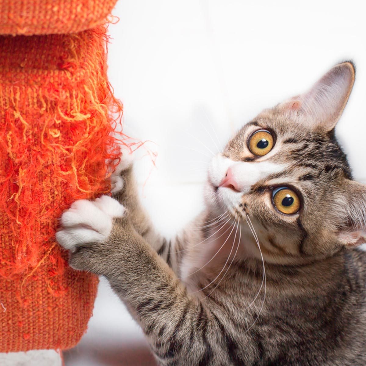 How To Keep A Cat From Scratching Furniture Reader S Digest