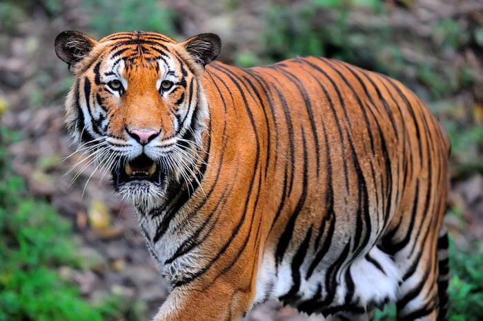 Malayan Tiger, Borneo, Malaysia (selective focus)