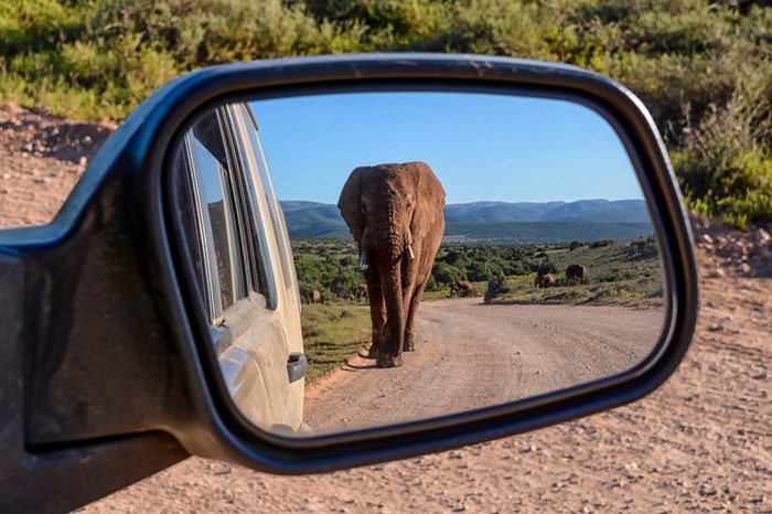 An Elephant walking down a road in Southern Africa reflected in a car mirror