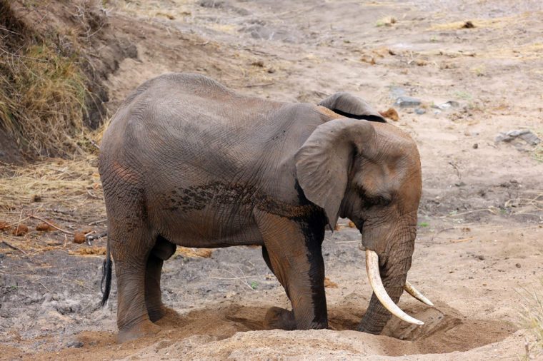 The African bush elephant (Loxodonta africana) a big male digging a waterhole in the sand in a dry river