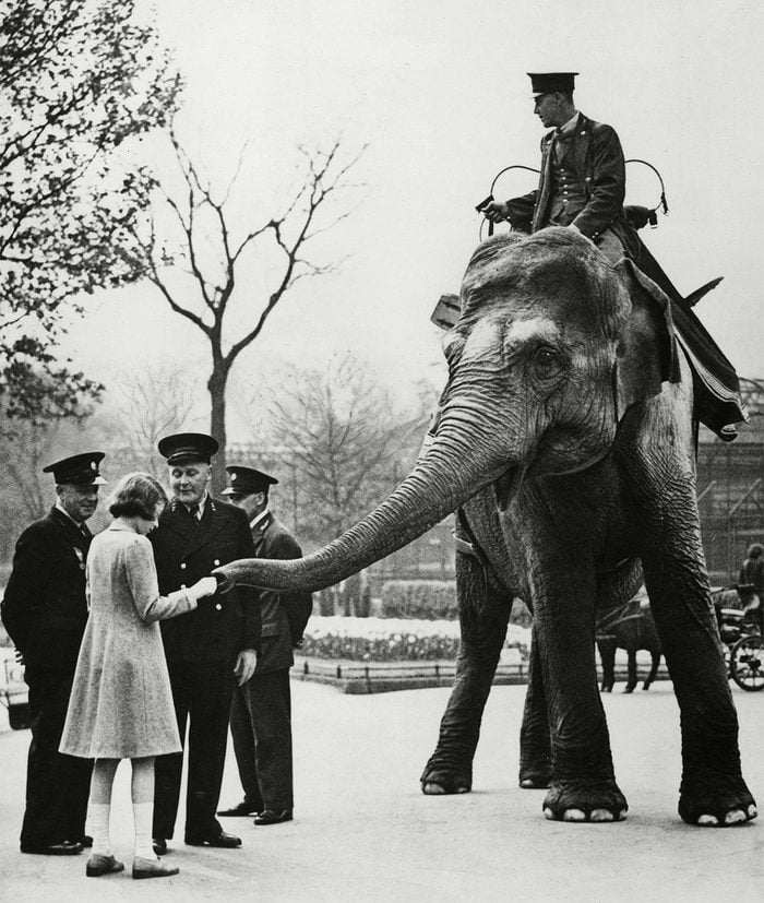 Historical Collection 86 Princess Elizabeth Feeding One of the Elephants at London Zoo c.1940