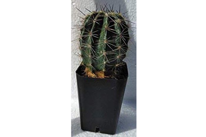 03_Arizona--Saguaro-cactus