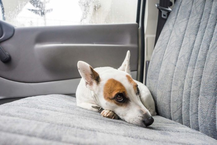 dog backseat