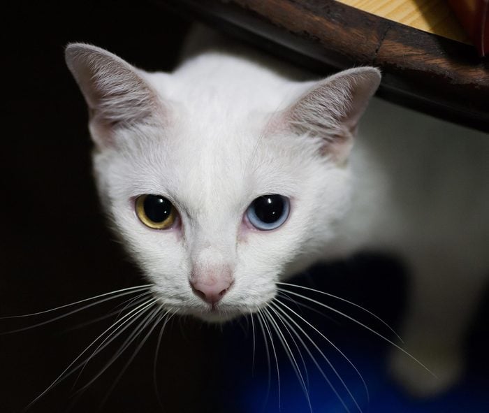 Pure White Cat with odd eyes , Khao Manee cat, Diamond Eye cat , This is rare cat breeds and very cute in Thailand.