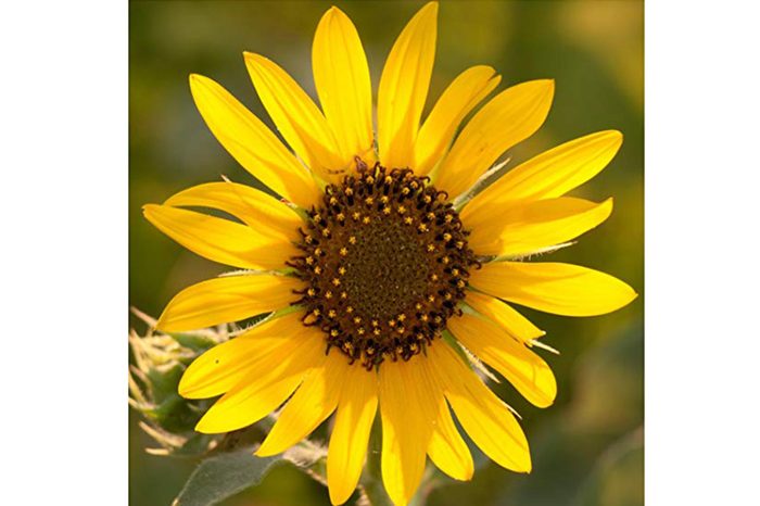 16_Kansas--Sunflowers