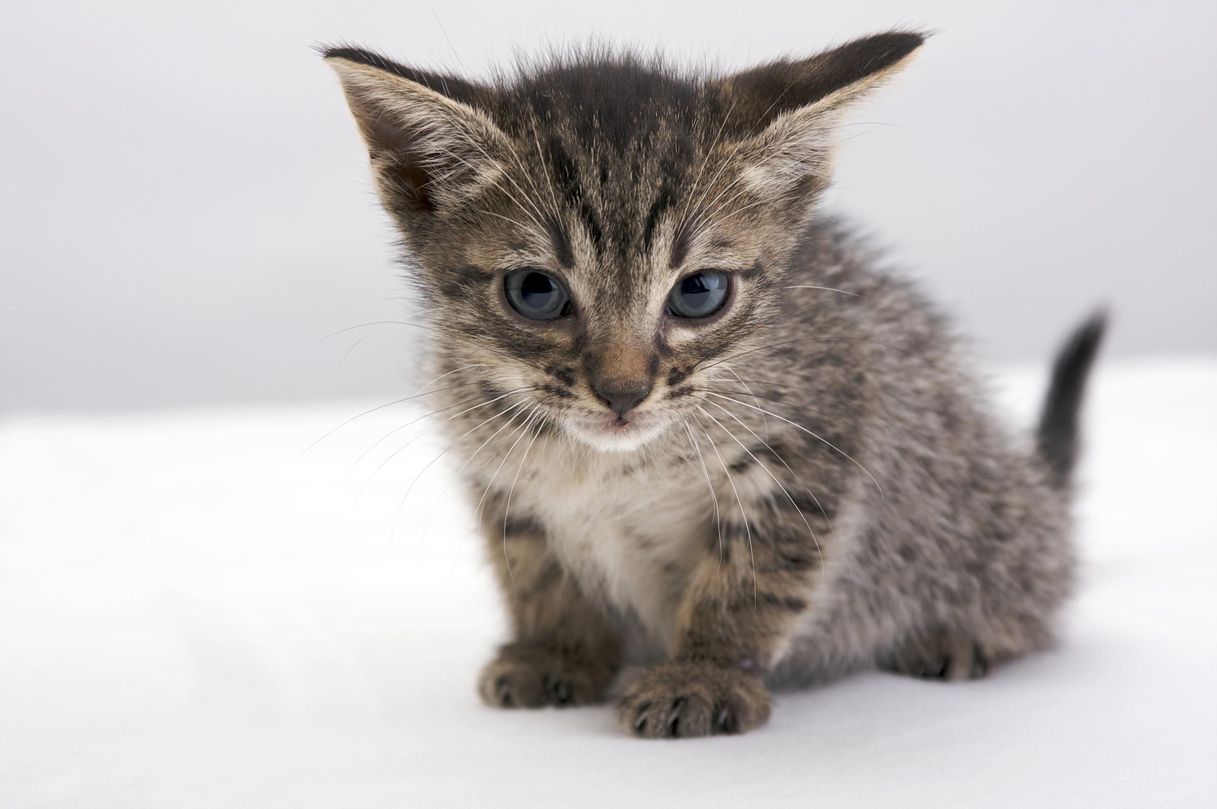 See the Cutest Cat Breeds as Kittens Reader's Digest
