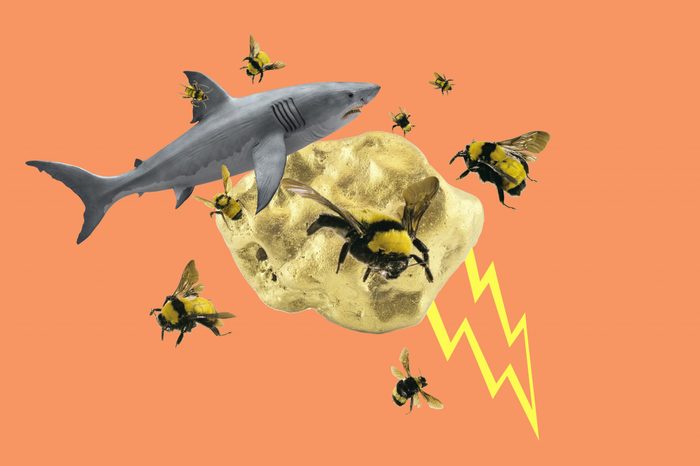 nature scientific concepts collaged on peach background; shark, bees, gold, lightning