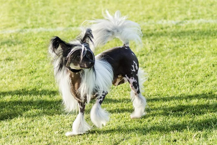 Chinese crested dog in the grass