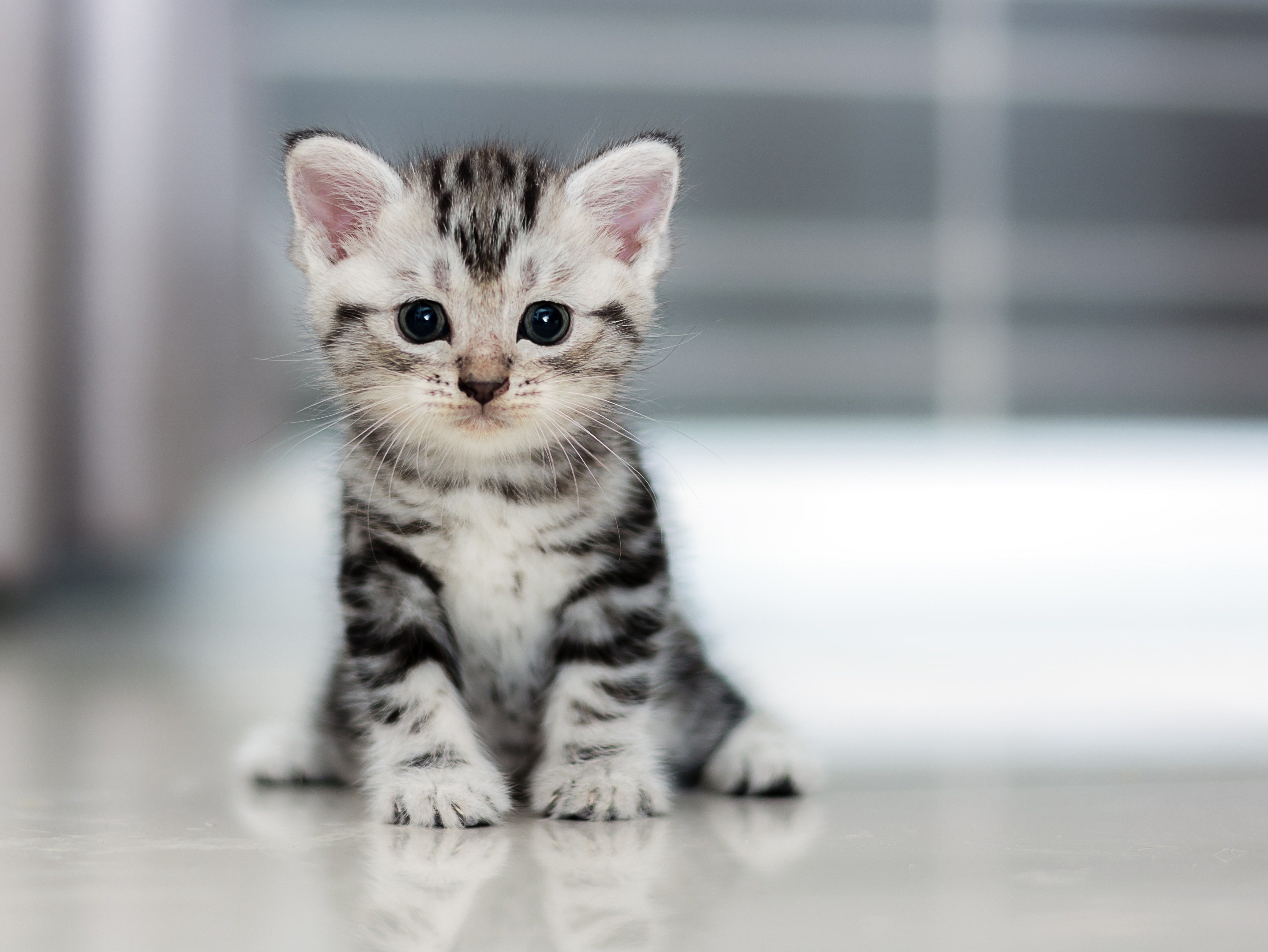 See the Cutest Cat Breeds as Kittens 