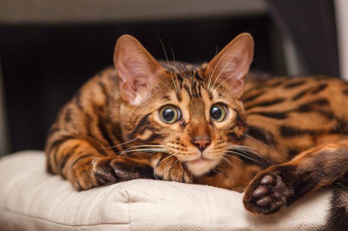 kitten of a Bengal cat lays on a chair