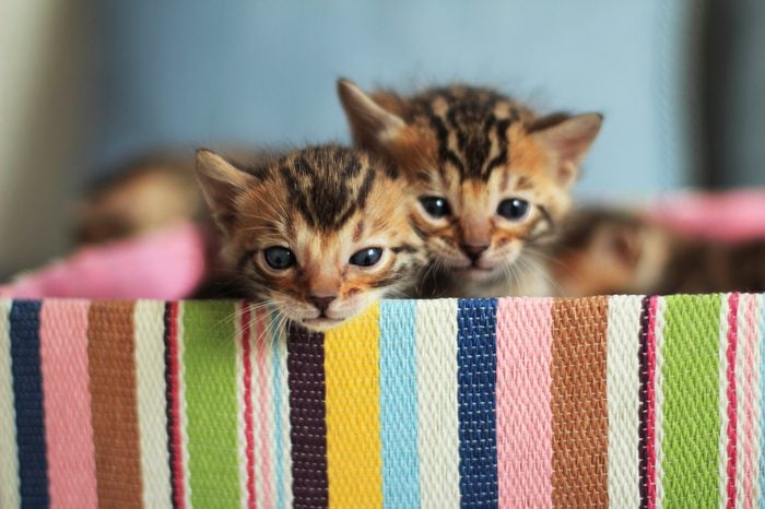 Bengal kittens sitting in colorful gift box