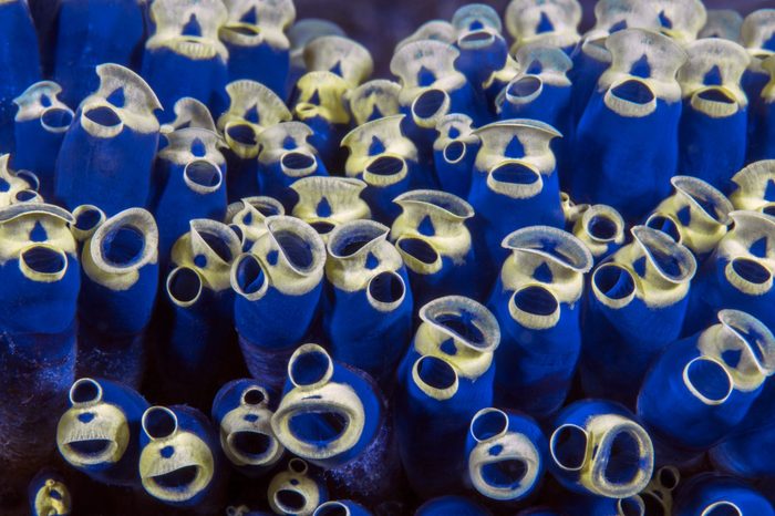 Blue and yellow tunicate in Puerto Galera Harbor, Philippines