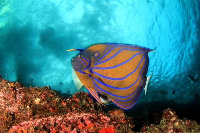 Bluering Angelfish tropical reef fish