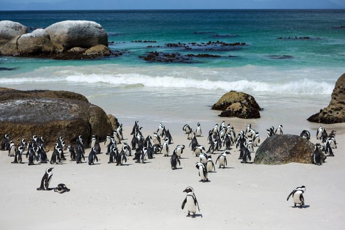 Penguins in the in the Boulders Beach Nature Reserve. Cape Town, South Africa
