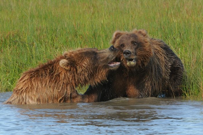 Alaska grizzly bears