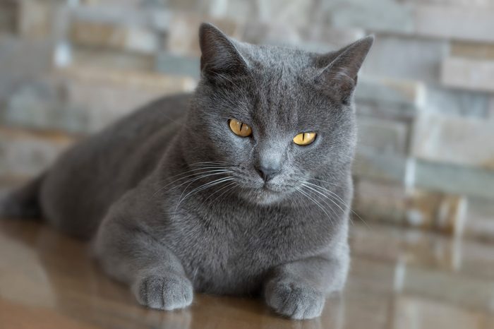 Chartreux cat look