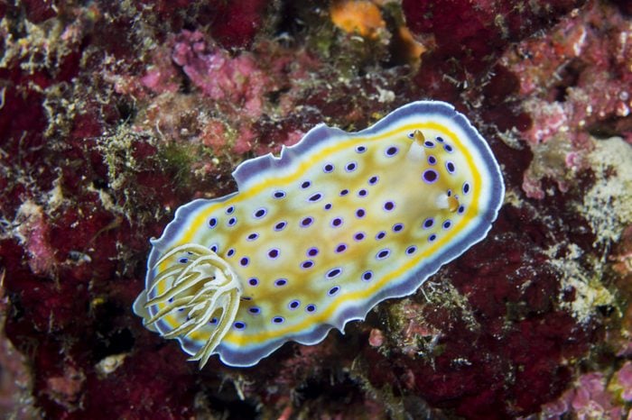 Colorful nudibranch in the coral, Mozambique