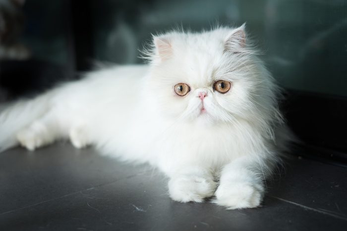 The Exotic Shorthair is a breed of cat developed to be a short-haired version of the Persian.