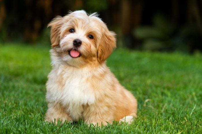 Happy little orange havanese puppy dog is sitting in the grass