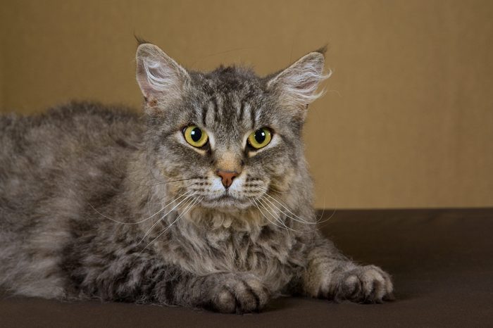 Champion LaPerm cat on bronze background fabric